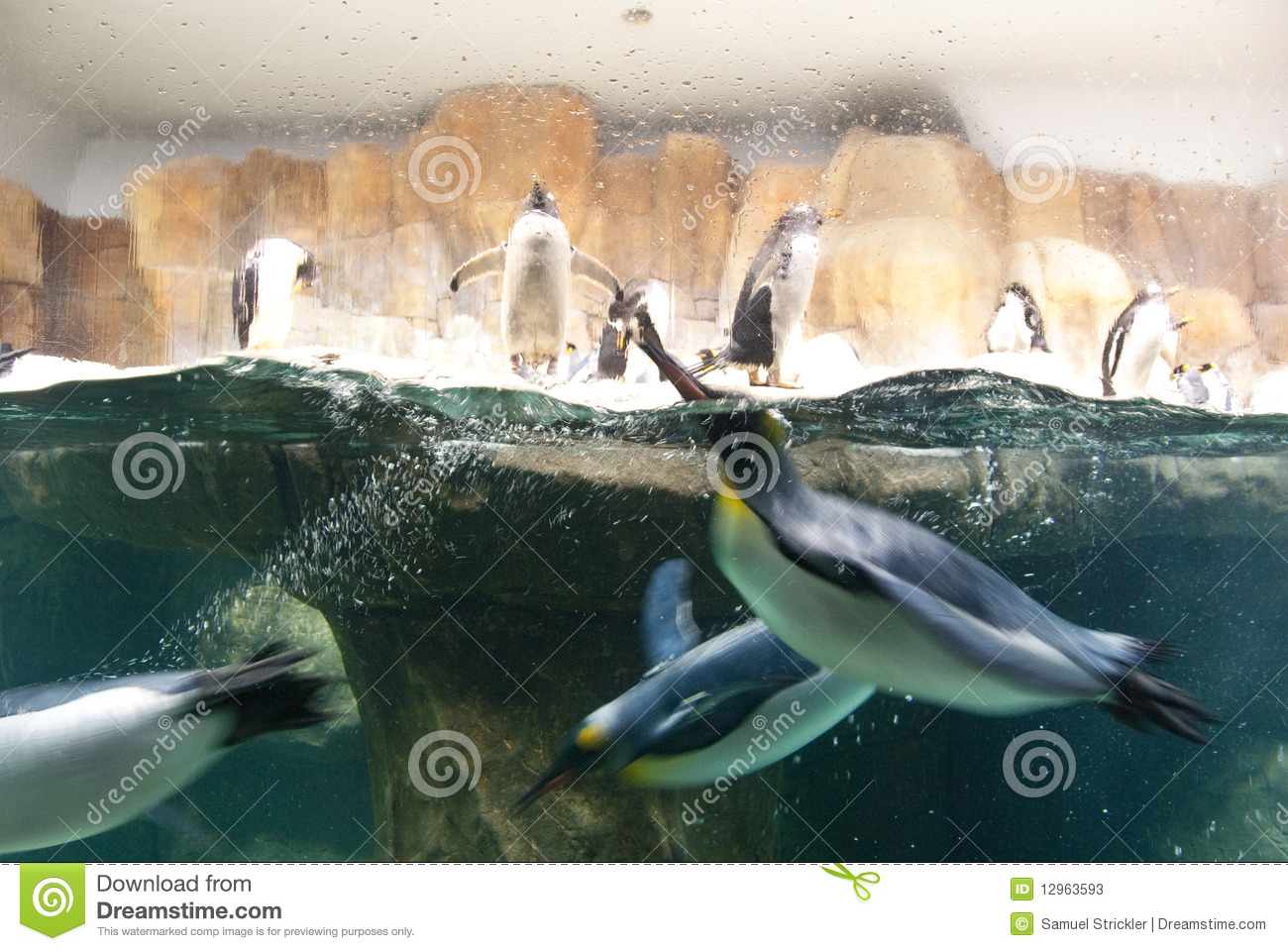 Swimming Penguins At The Omaha Zoo In Omaha Nebraska