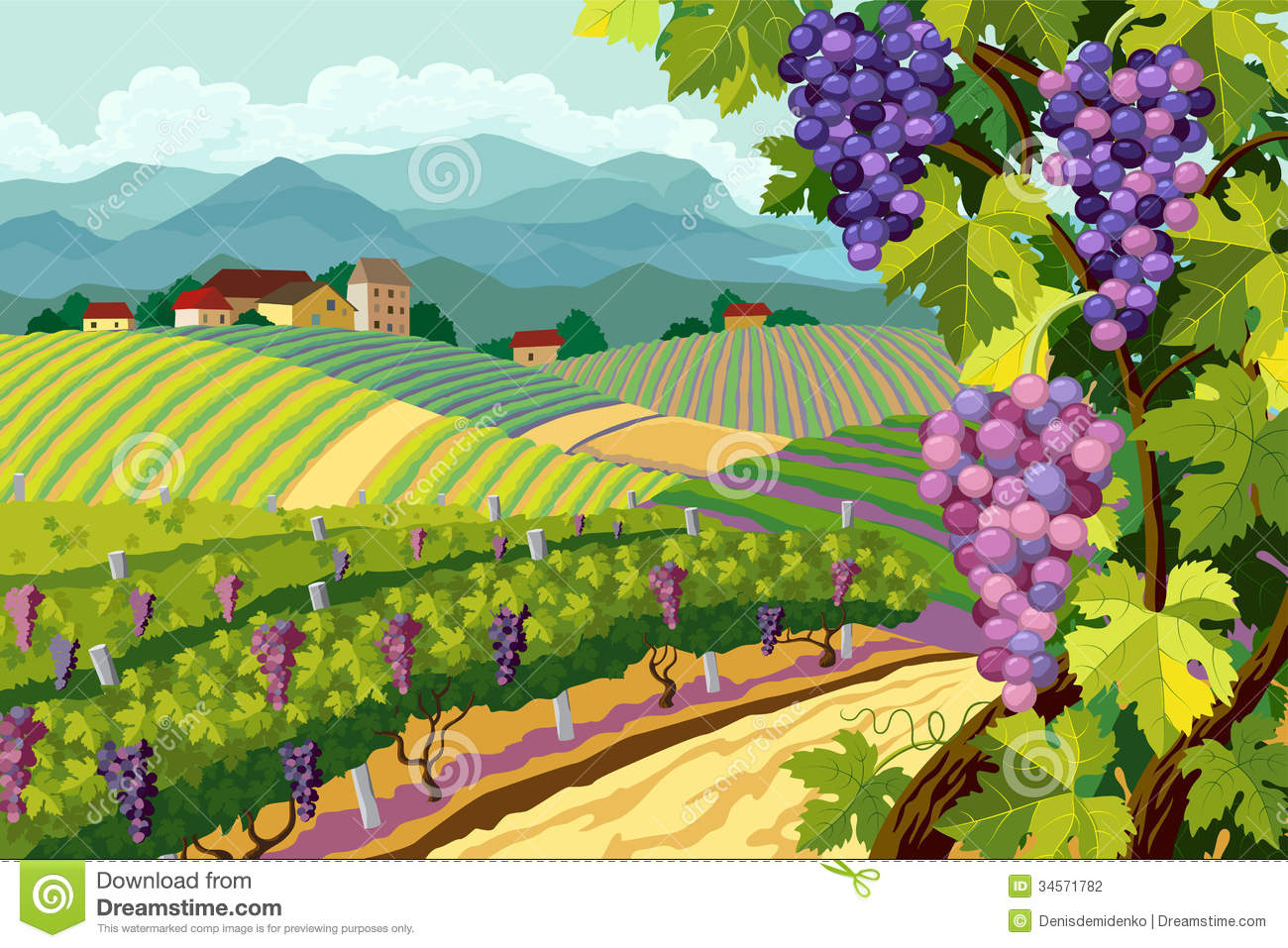Vineyard And Grapes Bunches Stock Photography   Image  34571782