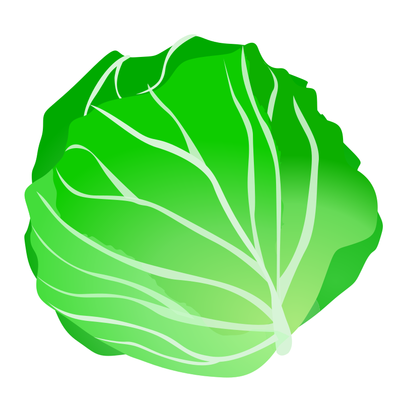 Cabbage By Ycteo   Cabbage