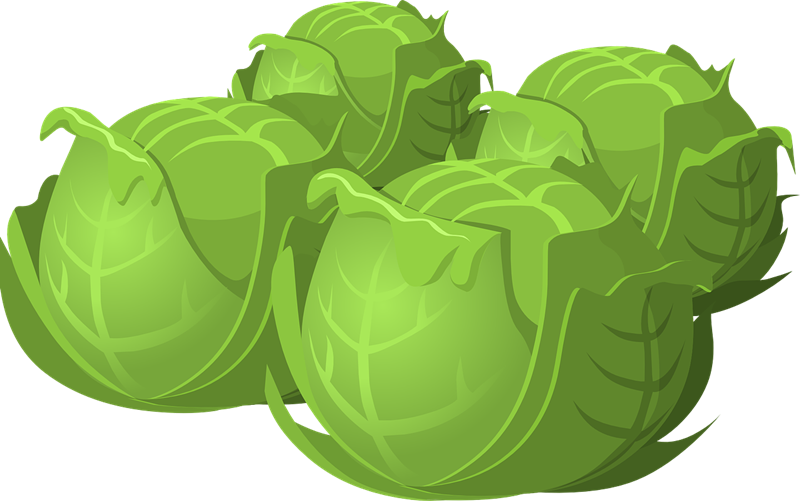 Cabbage Clip Art   Images   Free For Commercial Use