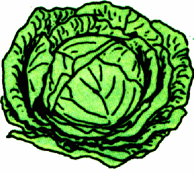 Cabbage Clipart Cabbage1 Gif