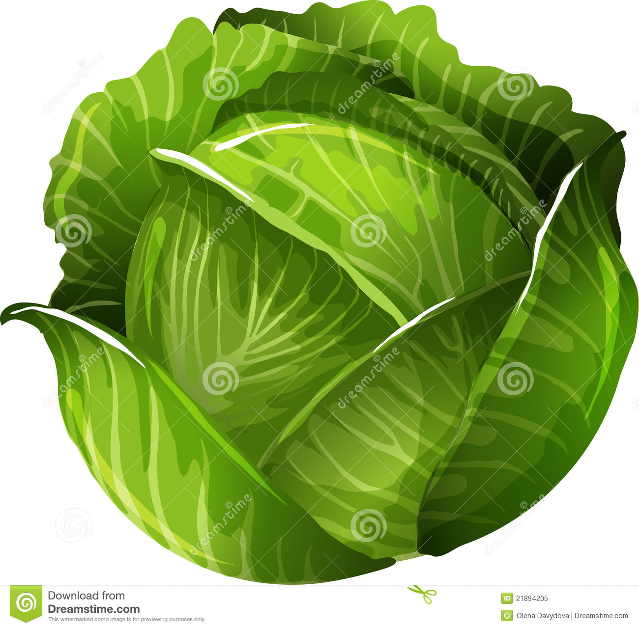 Cabbage Clipart Images   Pictures   Becuo