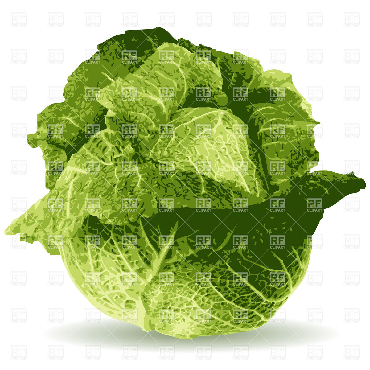 Cabbage Food And Beverages Download Royalty Free Vector Clip Art
