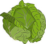 Cabbage Illustrations And Clipart