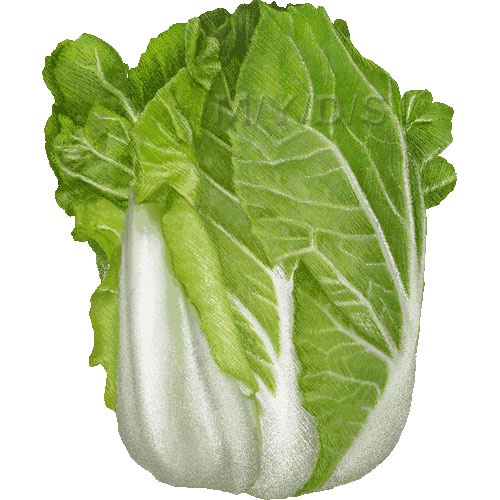 Chinese Cabbage Snow Cabbage Clipart   Free Clip Art