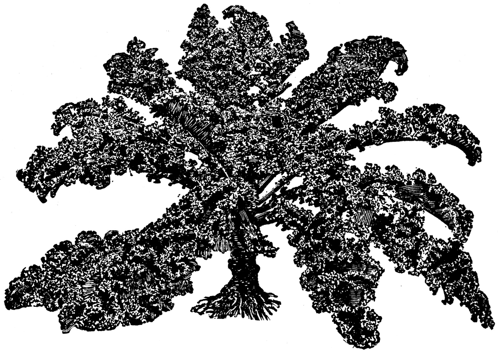 Curled Kale   Clipart Etc