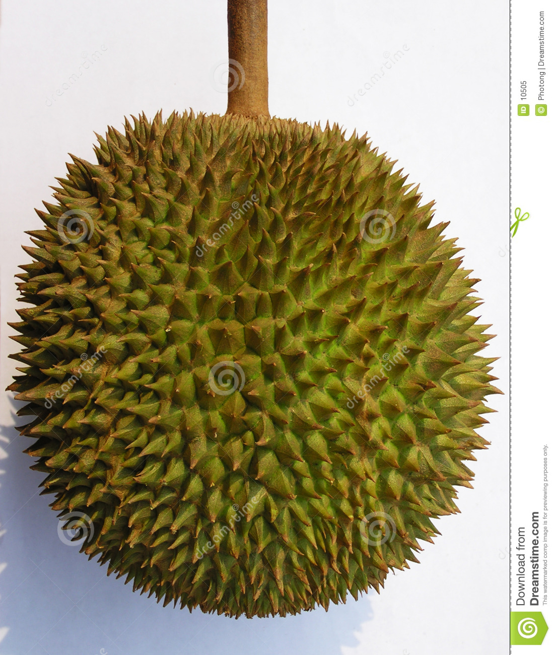 Durian Fruit Clipart Durian Clipart