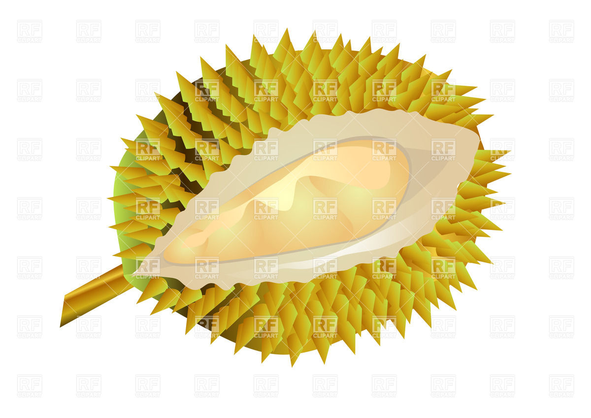 Durian Fruit Download Royalty Free Vector Clipart  Eps