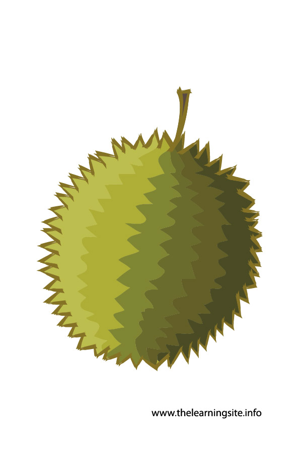 Free Clipart  Durian   The Learning Site