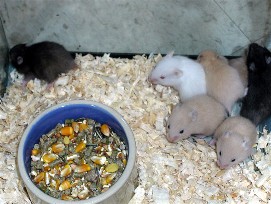 Hamsters Are Fun  Part 1  By Kraig Josiah Rice