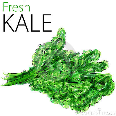 Kale Clip Art Fresh Kale 23689857 Jpg
