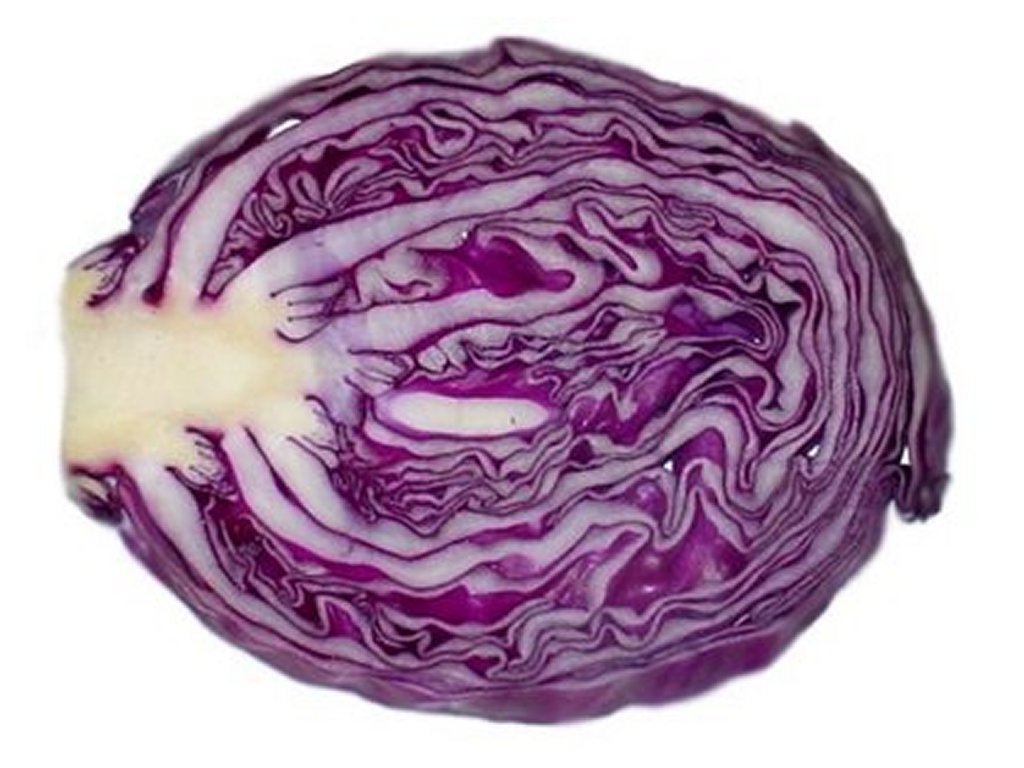 Red Cabbage Clip Art Pictures   Free Quality Clipart