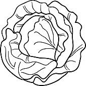 White Cabbage Stock Illustrations  341 White Cabbage Clip Art Images