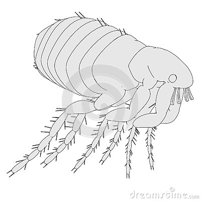 Illustration Of Flea Insect Stock Photography   Image  36752172