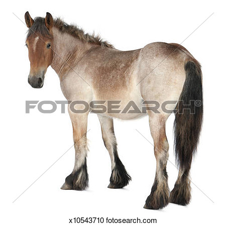 Belgian Horse Foal View Large Photo Image