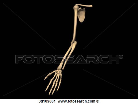 Bones Of The Arm Including Shoulder And Hand  View Large Illustration