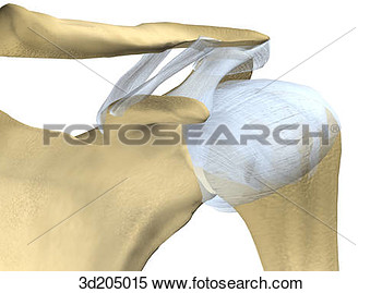 Close Up View Of The Joints Of The Shoulder  3d205015   Search Clipart    