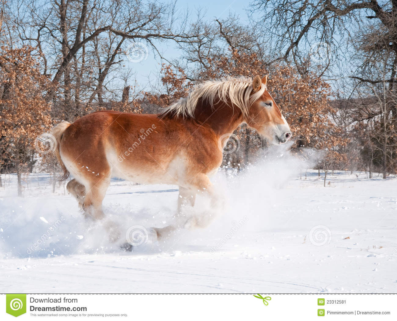 Magnificent Belgian Draft Horse Charging Through Deep Snow On A Bright    