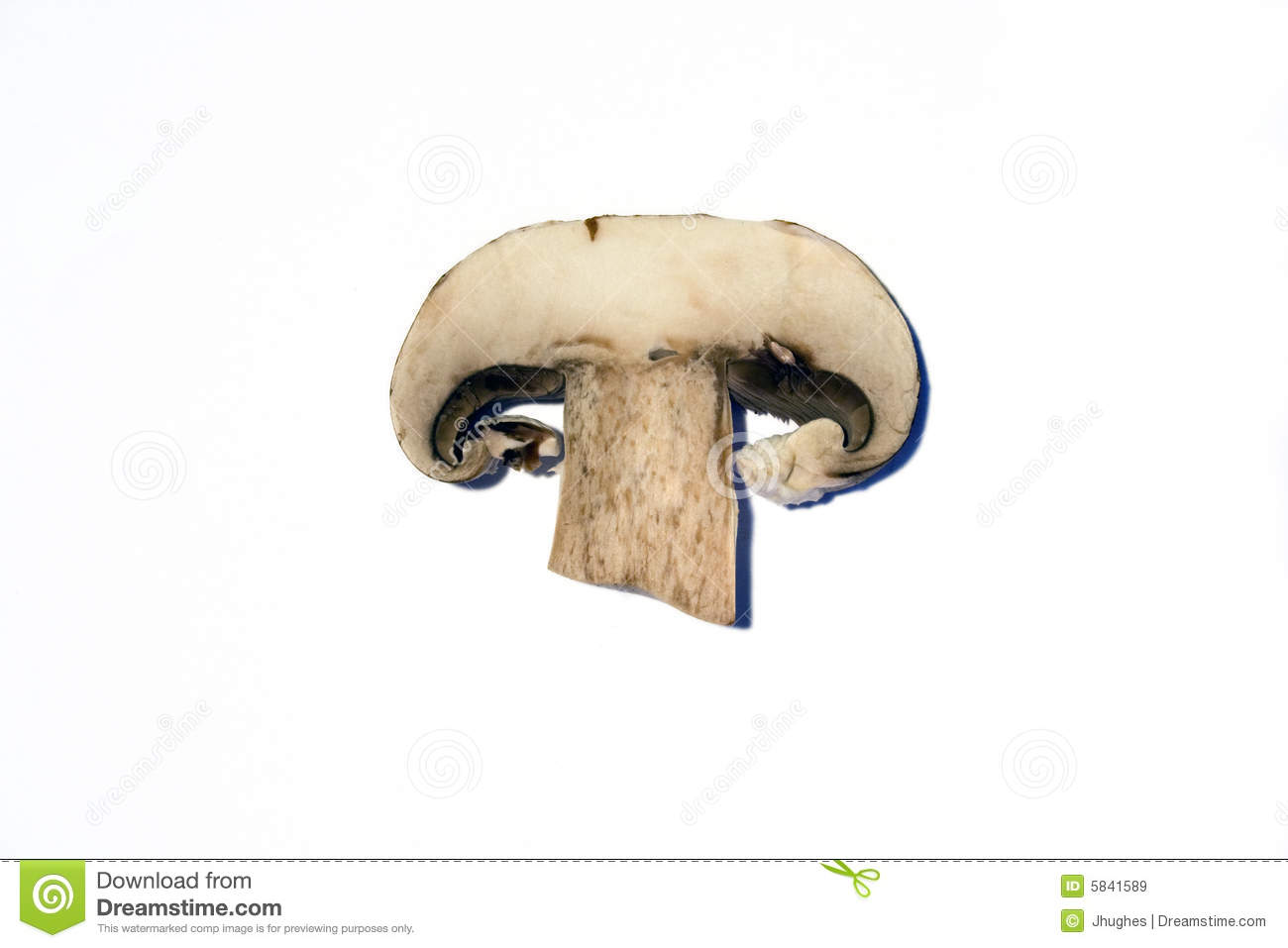 Mushroom Slice Royalty Free Stock Images   Image  5841589