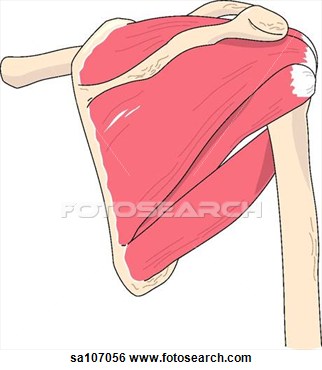 Of The Muscles Of The Right Shoulder Joint  View Large Illustration