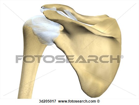 View Of The Joints Of The Shoulder   Fotosearch   Search Eps Clipart