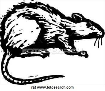 Clip Art Of Rat Rat   Search Clipart Illustration Posters Drawings