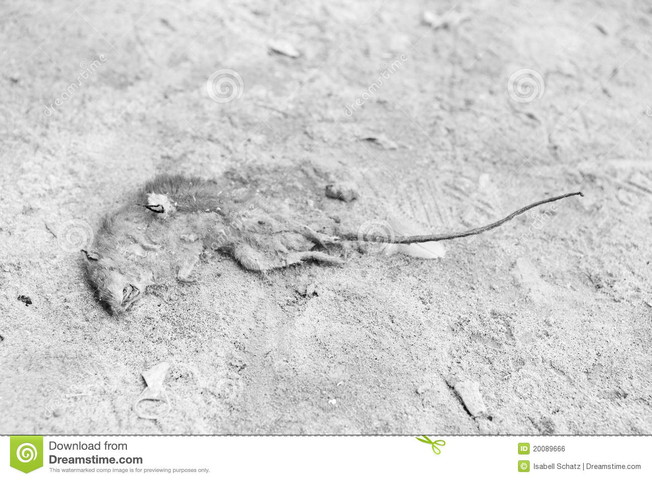 Dead Mouse Rat In The Sand Royalty Free Stock Image   Image  20089666