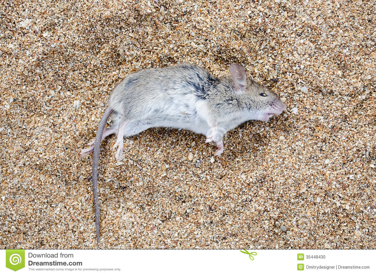 Dead Rat Lying On The Sea Sand Close Up