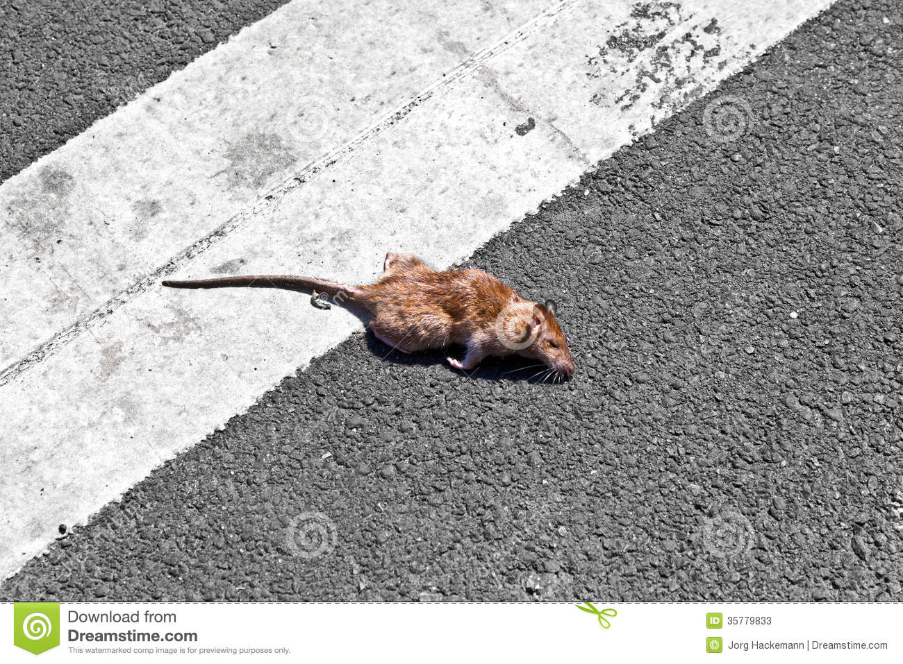 Dead Rat On The Street 