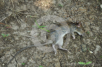 Dead Rat Royalty Free Stock Photos   Image  34627738