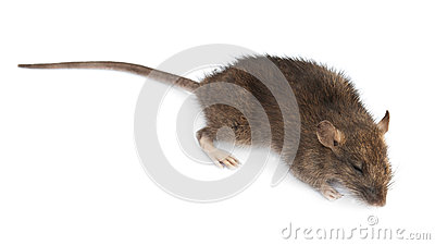 Dead Rat Stock Image   Image  25969341