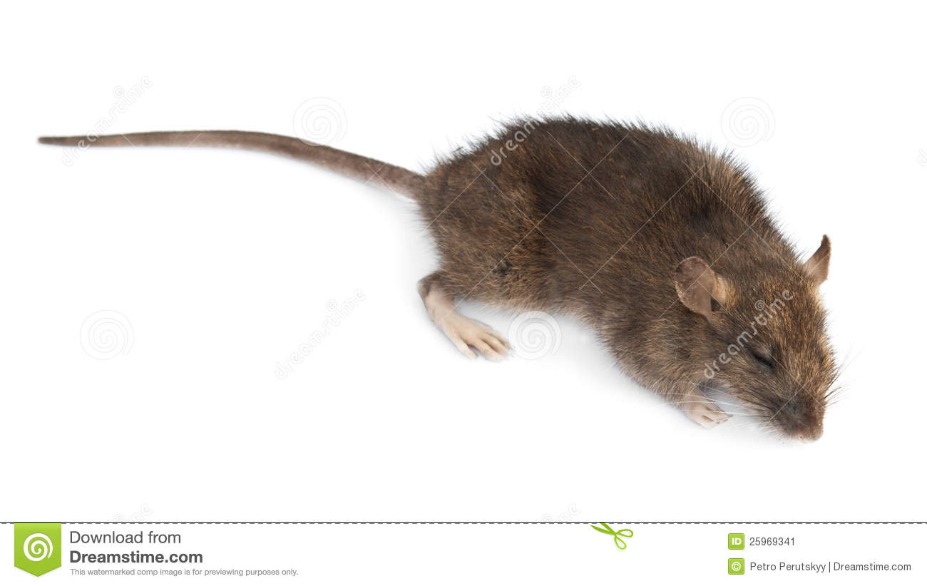 Dead Rat Stock Image   Image  25969341