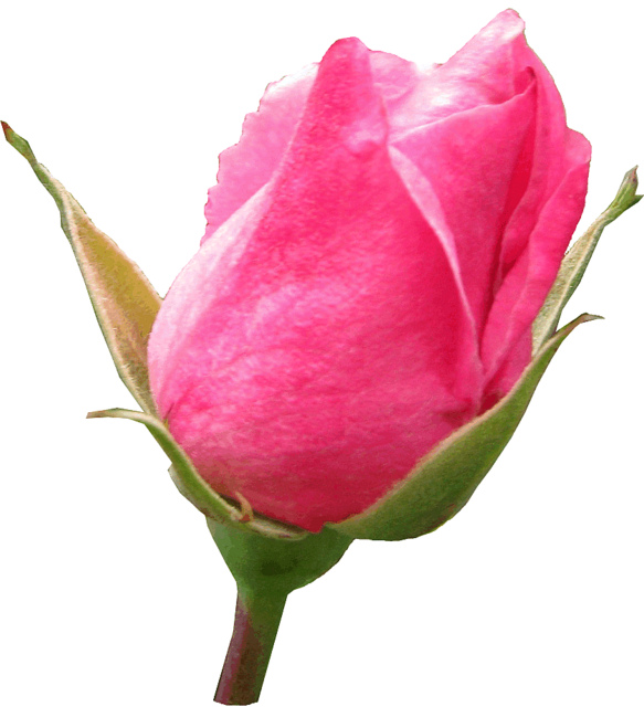 Pink Rosebud Clipart Lge 13 Cm   Flickr   Photo Sharing