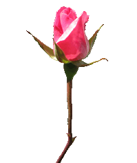 Red Red Rose Rose Clip Art