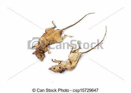 Stock Photo Of Dead Rat Dry Dead Mouse   Dead Rat Isolated On White    