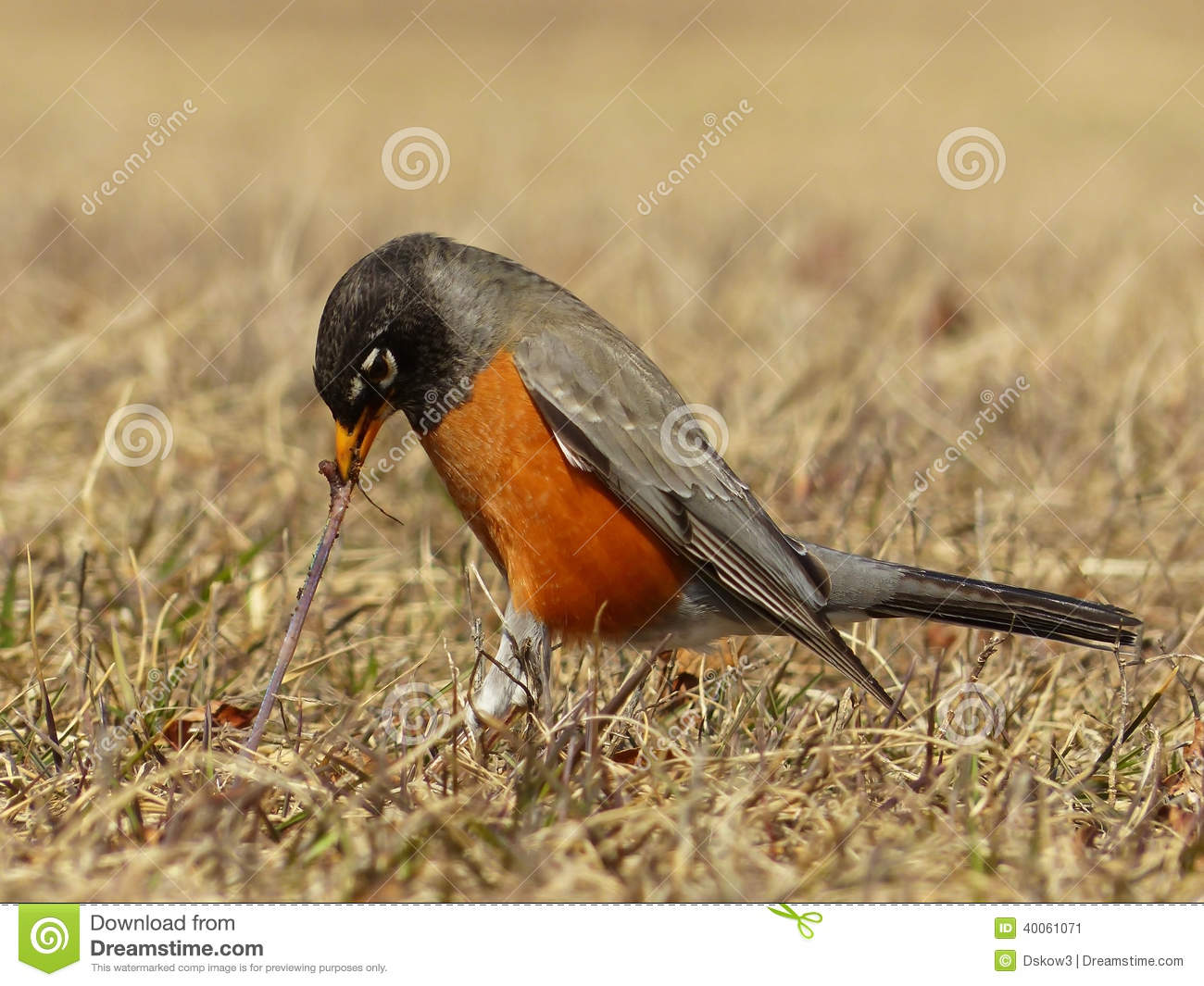     Of An American Robin Pulling A Worm Out Of The Ground In A Field