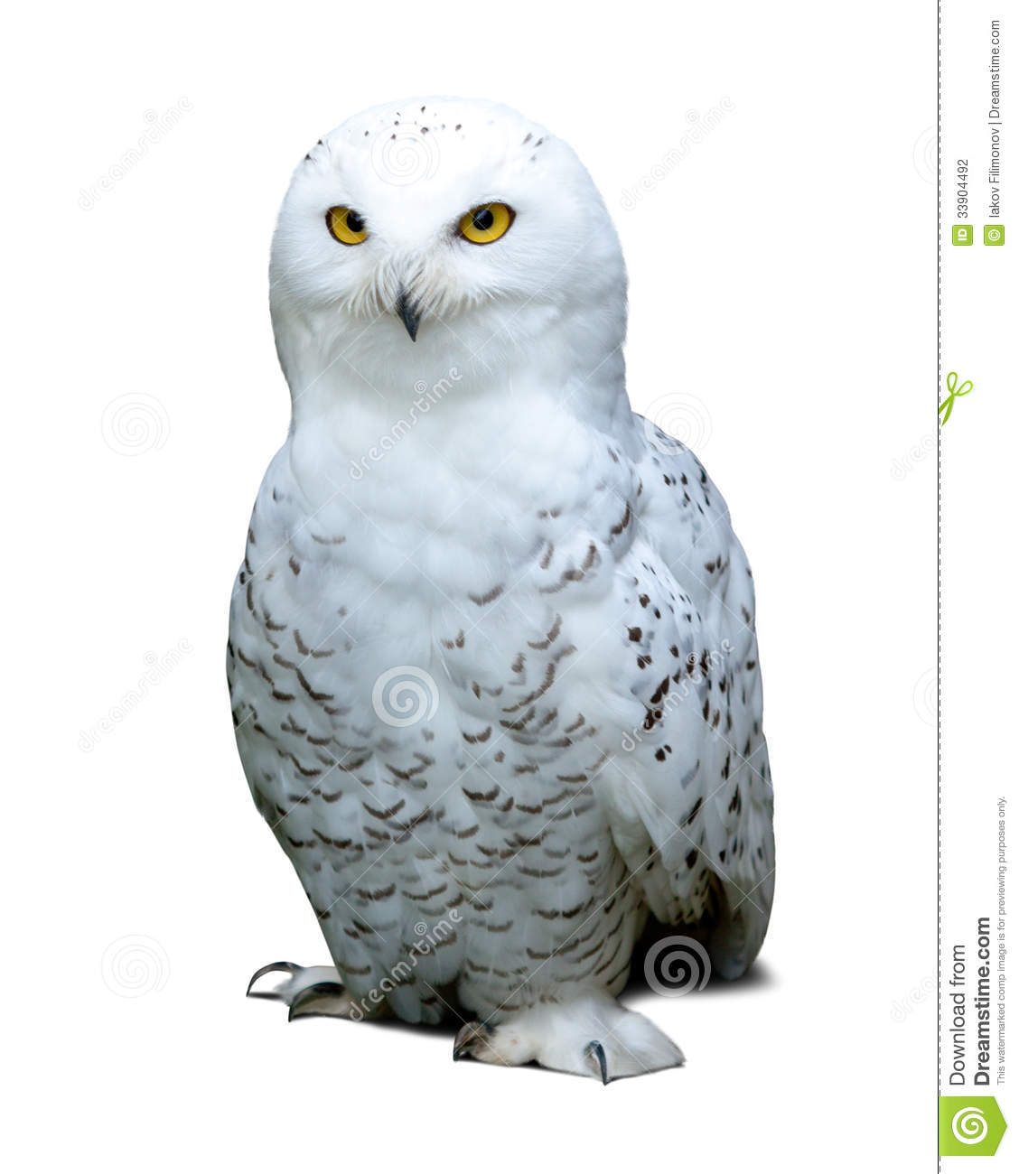 Snowy Owl Clip Art Snowy Owl Over White