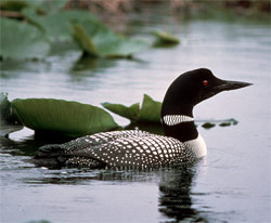 Common Loon With Baby On Board Masterclips Photo Pictures