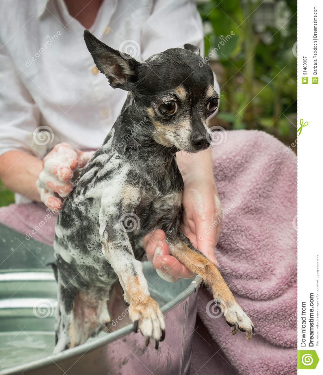 Cute Obedient Little Chihuahua Gets A Bath And Shampoo Royalty Free