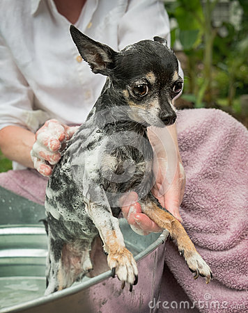 Cute Obedient Little Chihuahua Gets A Bath And Shampoo Royalty Free