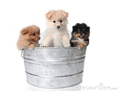Cute Pomeranian Puppies In A Metal Washtub Stock Image   Image