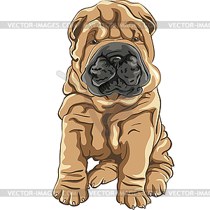 Cute Red Shar Pei Dog Puppy   Vector Clip Art