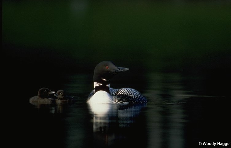 Dr  Walter Piper S Video Clip Of Loon Family