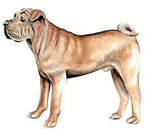 Free Shar Pei Clipart   Free Clipart Graphics Images And Photos