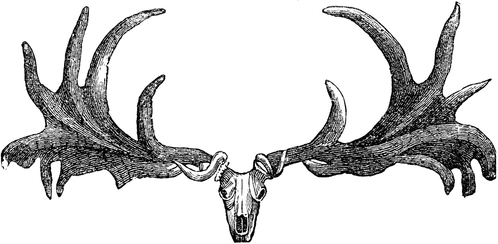 Irish Elk Skull   Clipart Etc