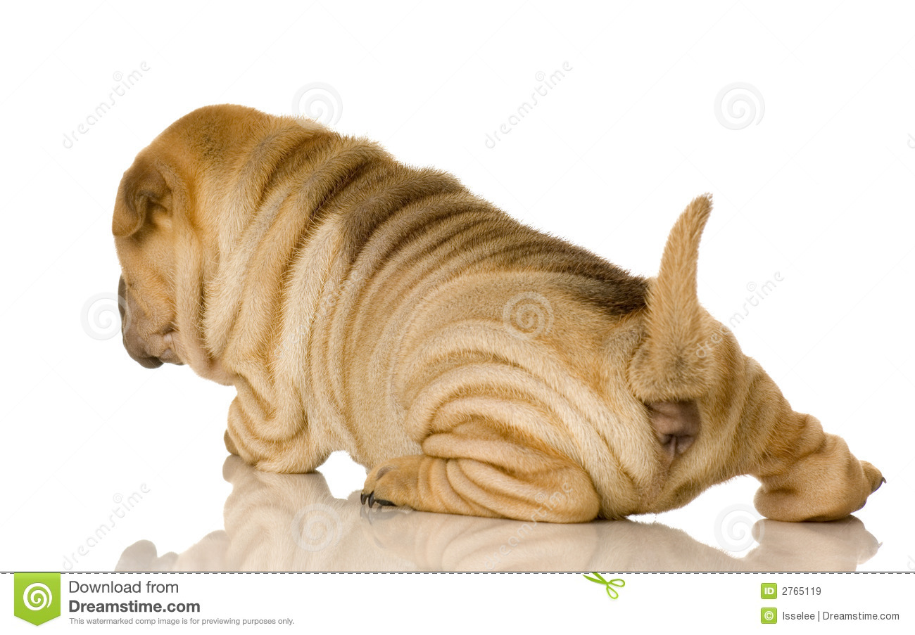 Sharpei In Front Of A White Background