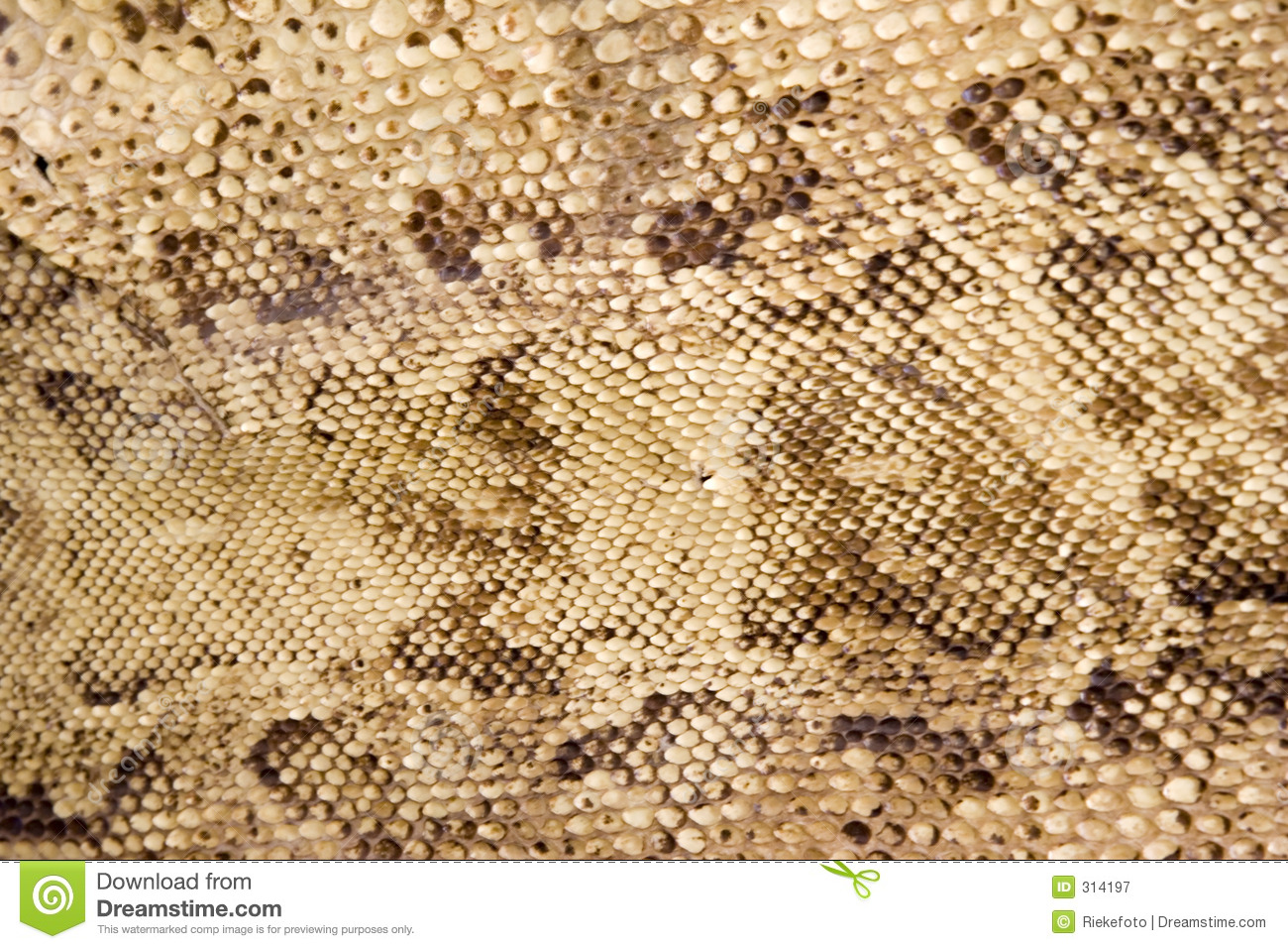 Snake Skin Closeup Royalty Free Stock Photography   Image  314197