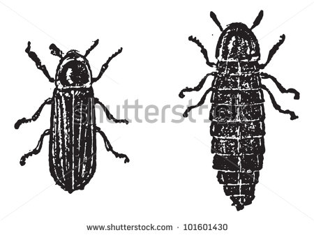 Firefly Black And White Clipart Firefly Or Lampyridae Vintage