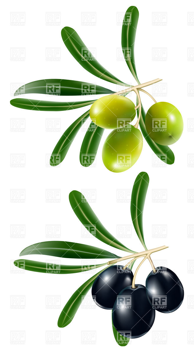 Green And Black Olive 5060 Plants And Animals Download Royalty Free