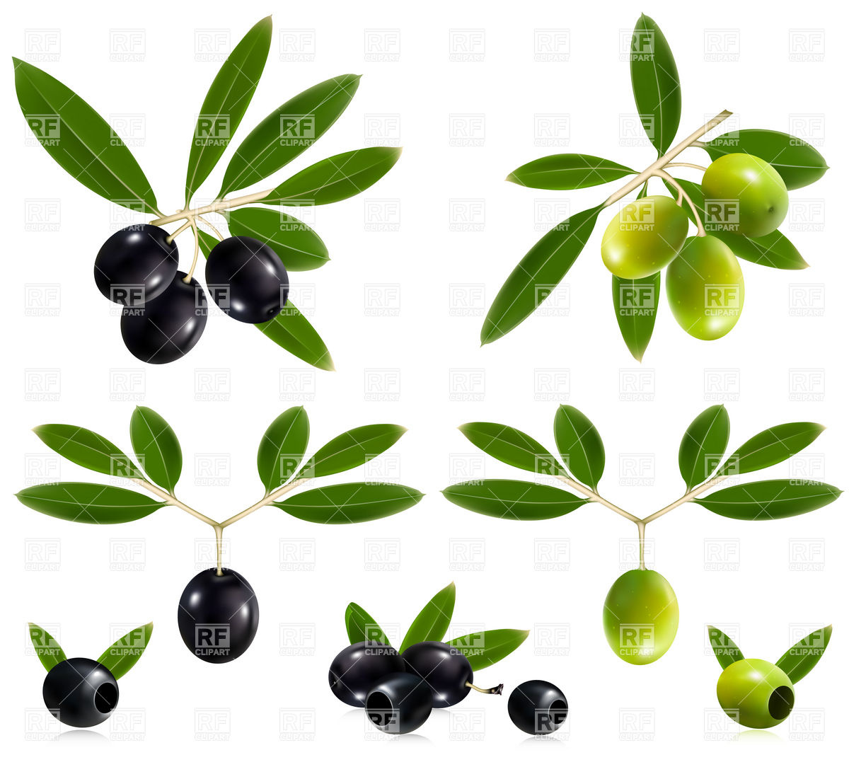 Green And Black Ripe Olives With Leaves Download Royalty Free Vector